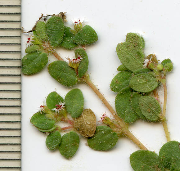  Euphorbia setiloba